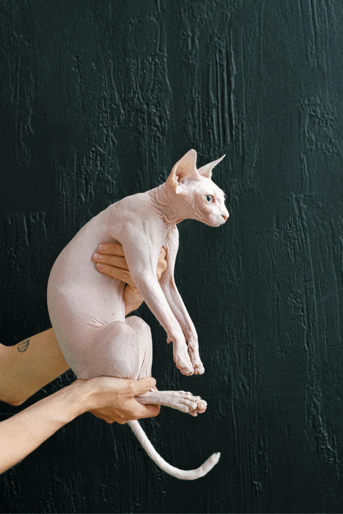 sphynx cat