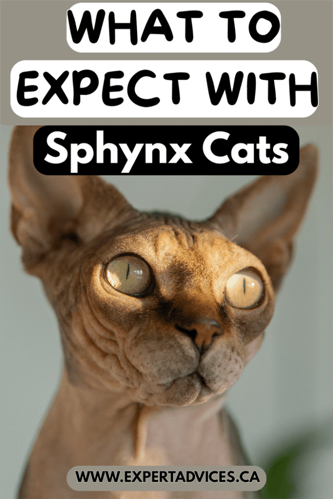 sphynx cat