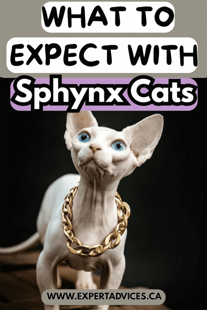sphynx cat