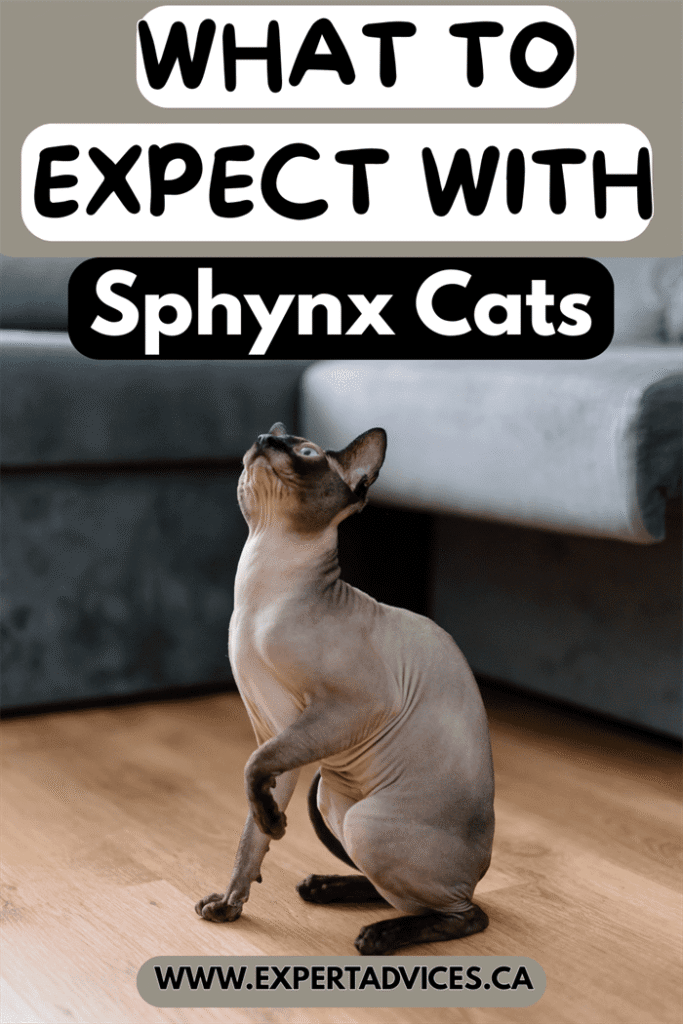 sphynx cat