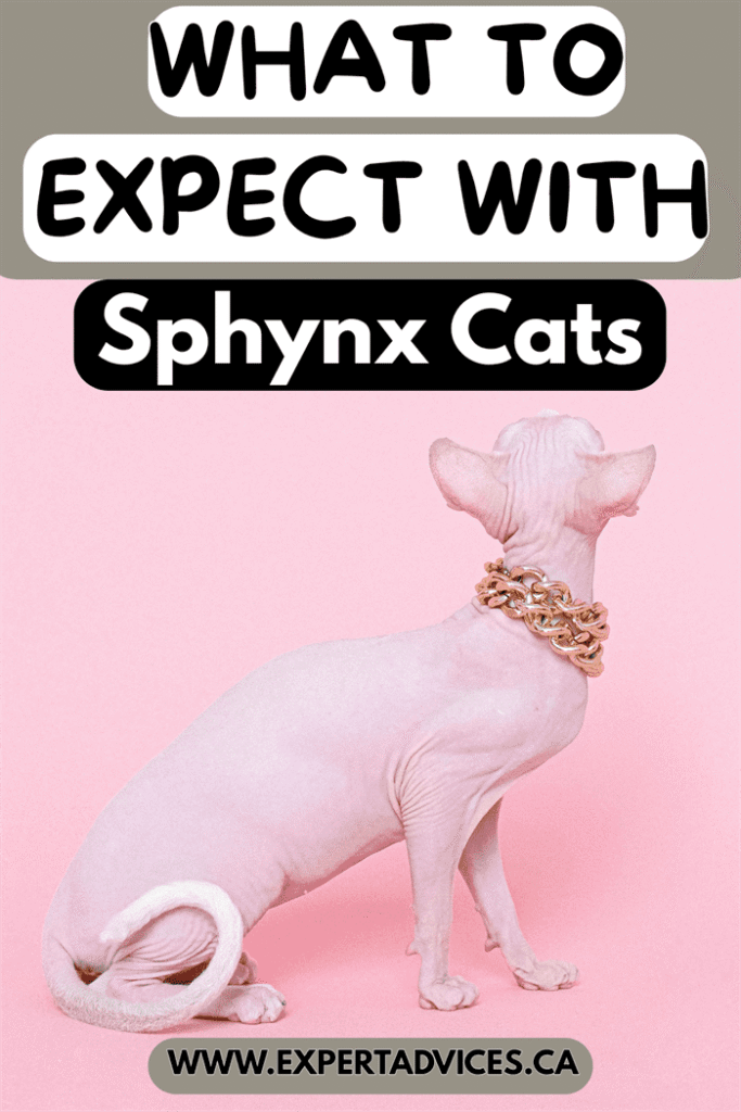 sphynx cat