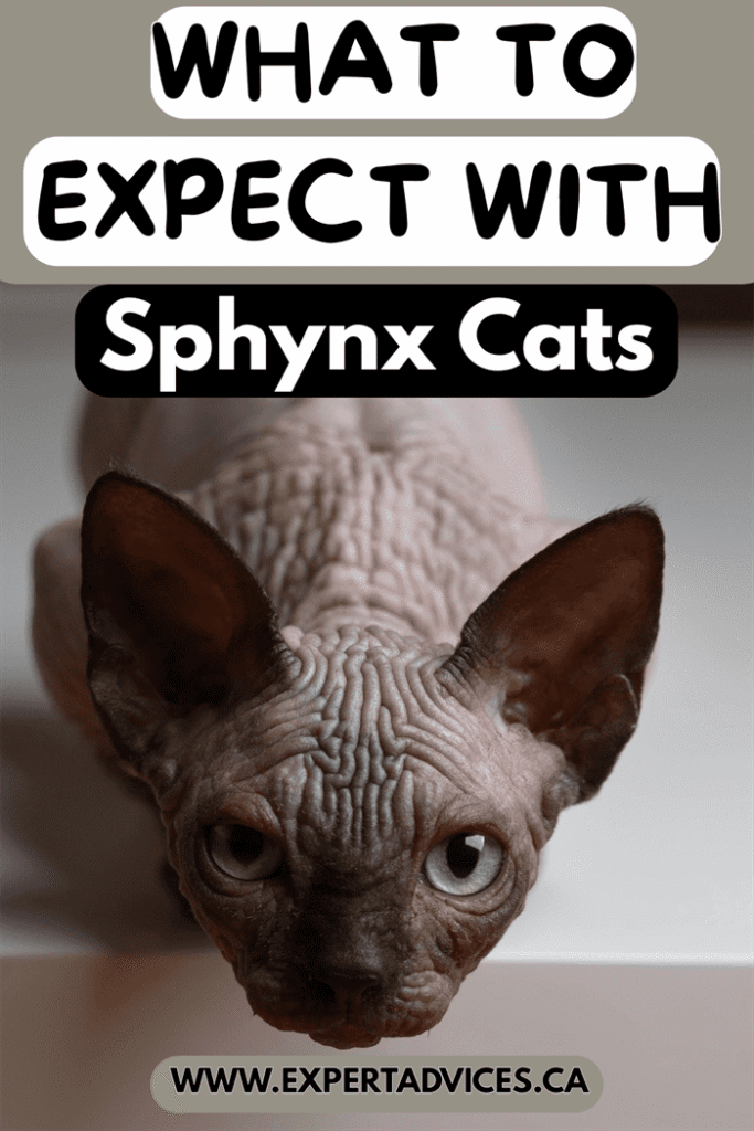 sphynx cat