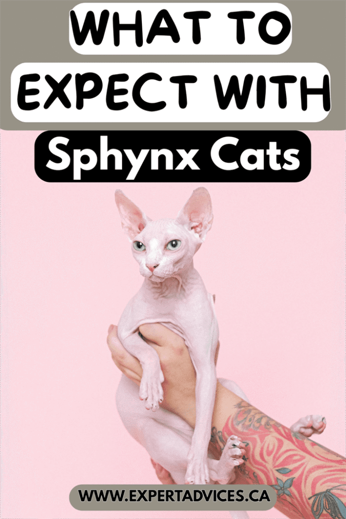 sphynx cat