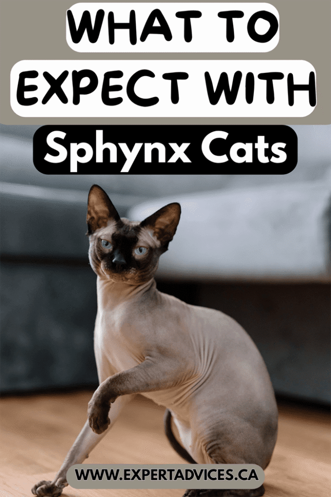 sphynx cat