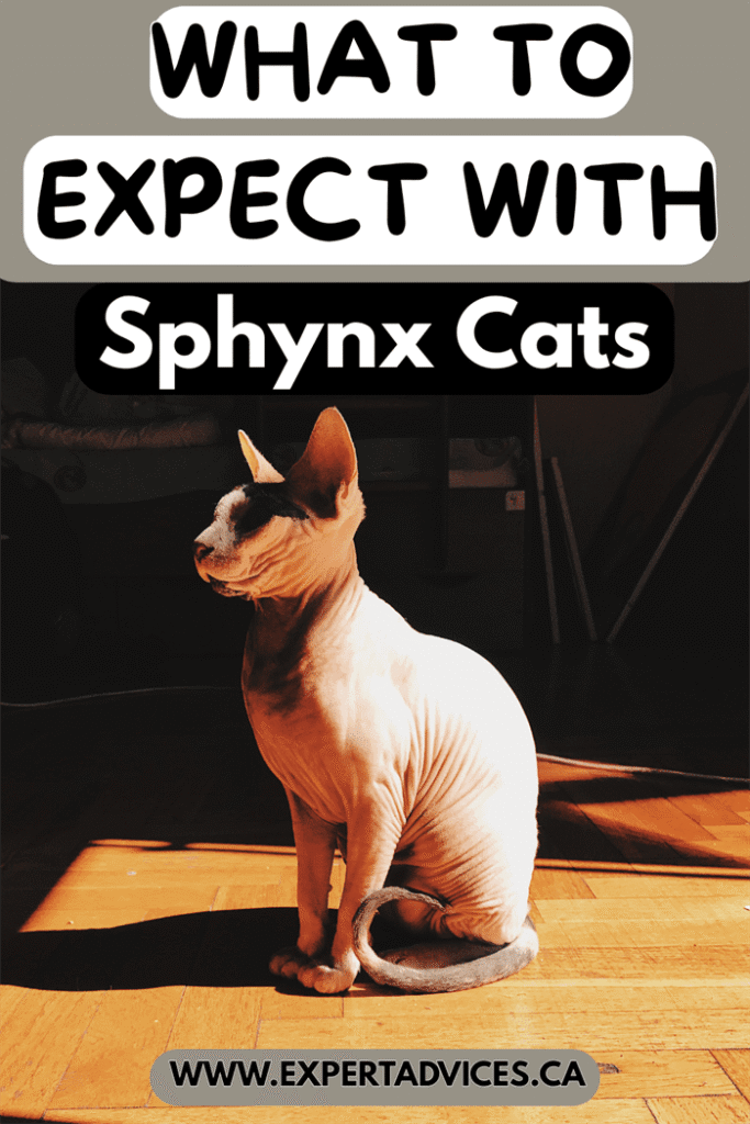 sphynx cat