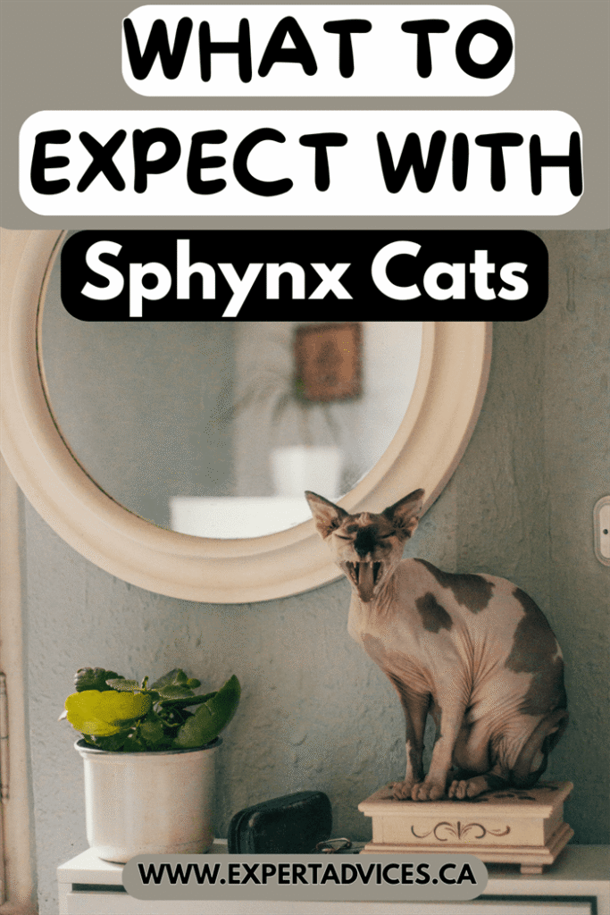 sphynx cat
