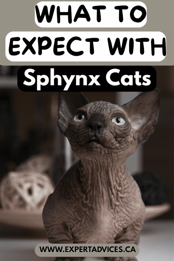 sphynx cat