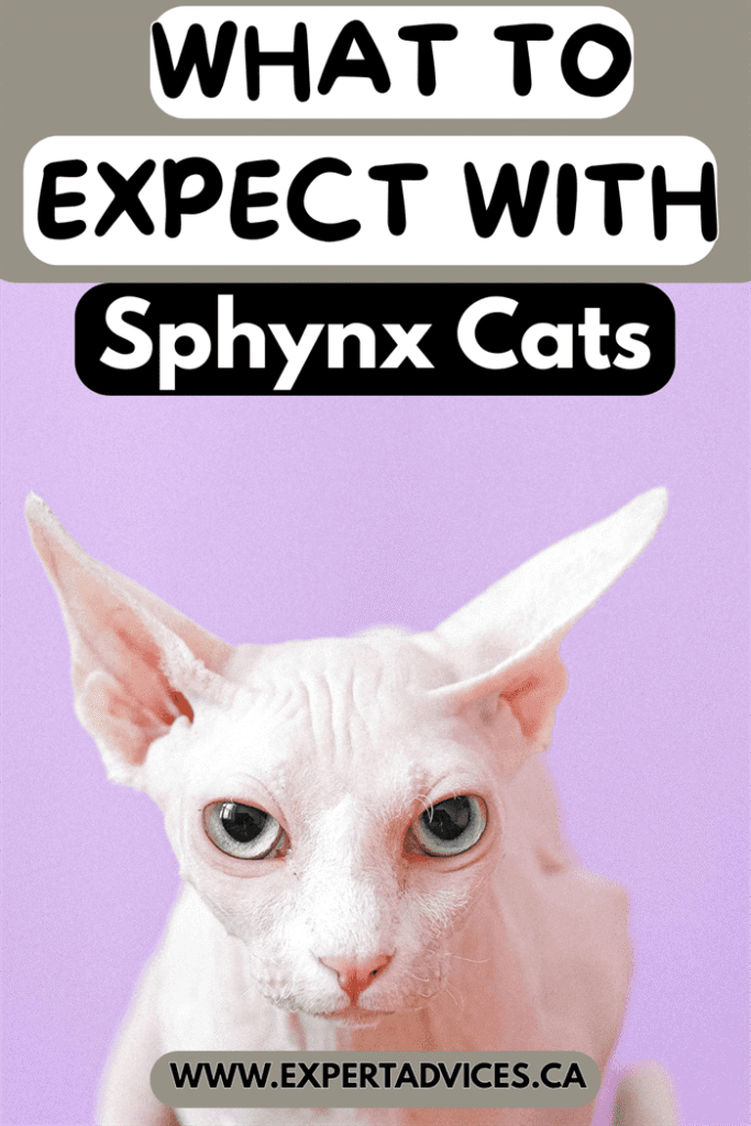 sphynx cat