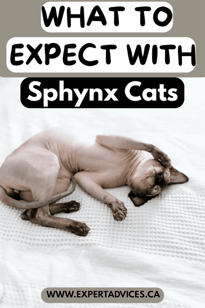 sphynx cat