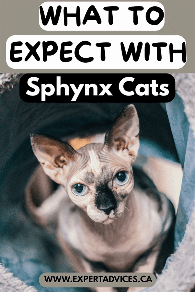 sphynx cat