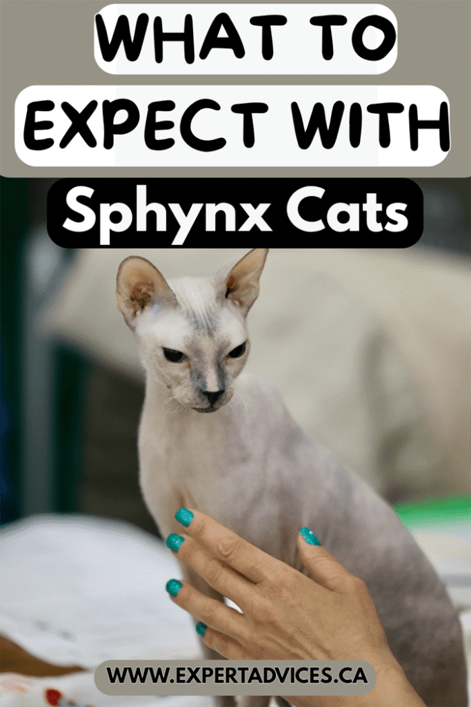 sphynx cat