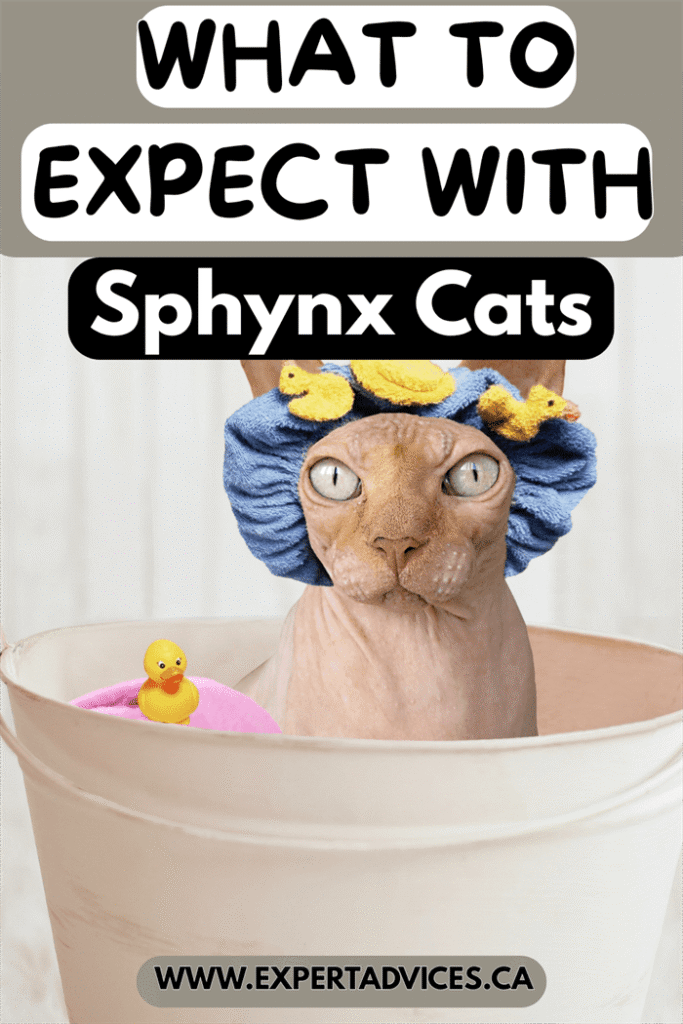 sphynx cat