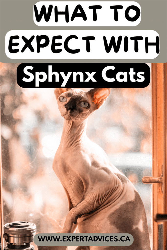 sphynx cat