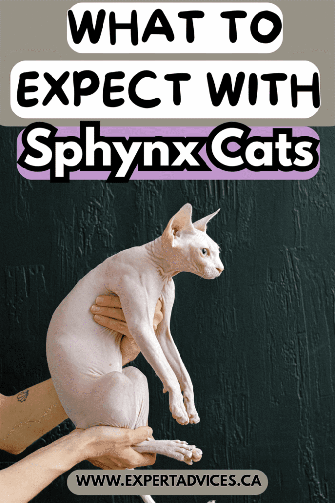 sphynx cat