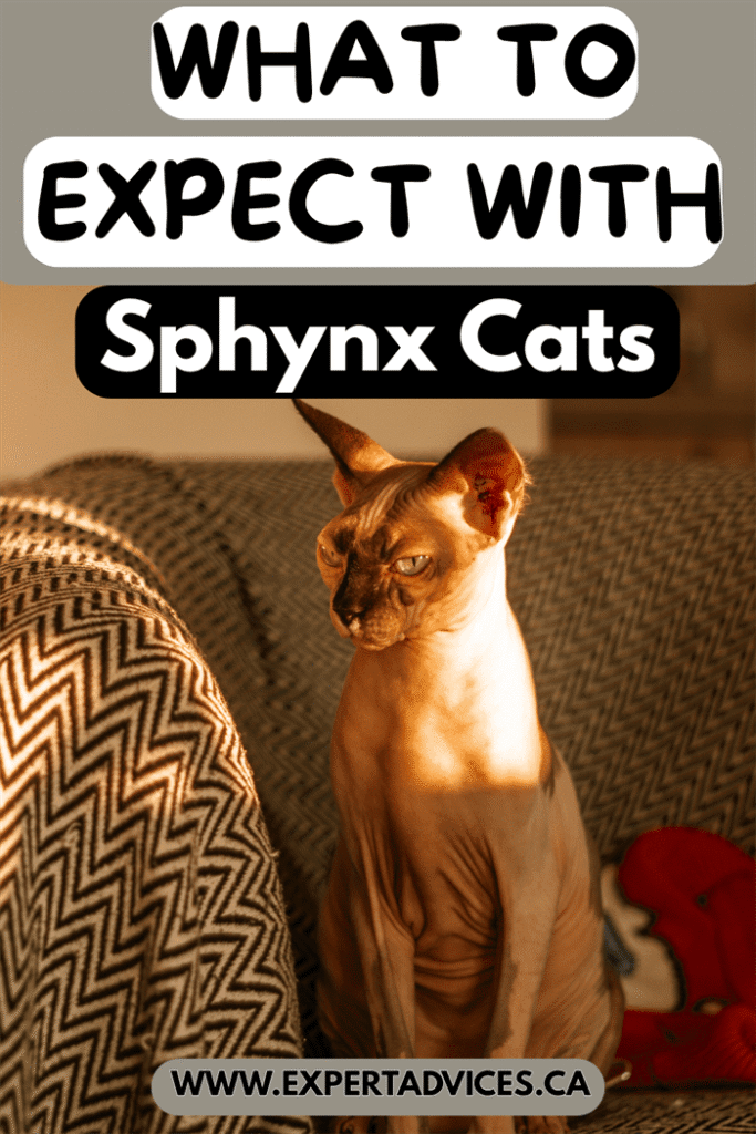 sphynx cat