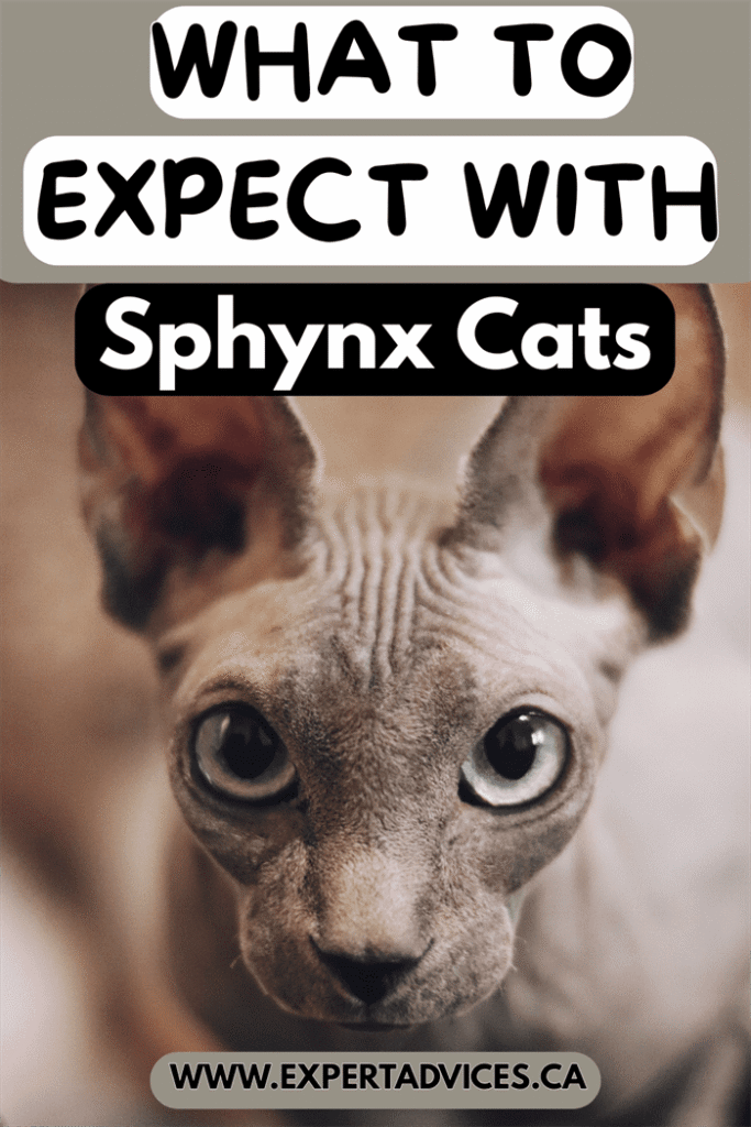 sphynx cat